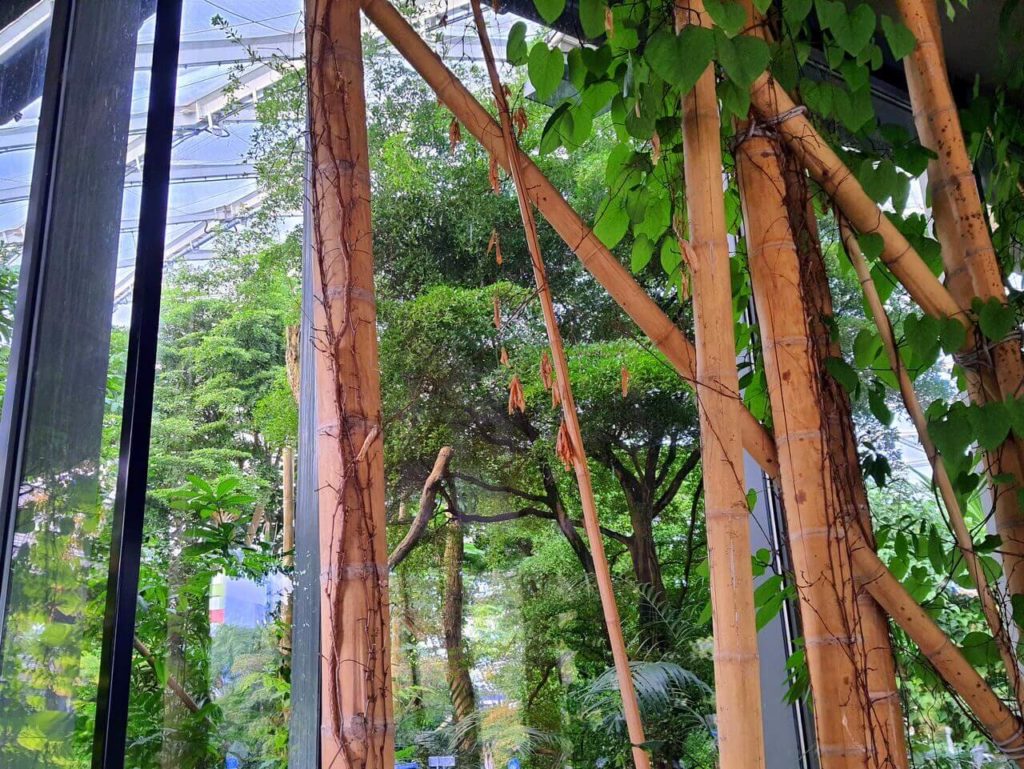 Blick ins Innere des Tropenhauses